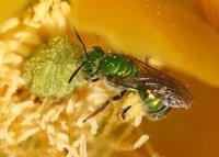 : Agapostemon texanus; Metallic Green Sweat Bee