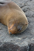 : Arctocephalus galapagoensis; Galapagos fur sealion
