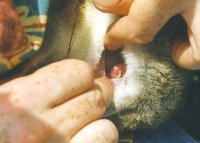 : Parameles fasciata; Eastern Barred Bandicoot