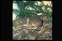 : Perameles nasuta; Long-nosed Bandicoot