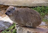 : Procavia capensis; Rock Hyrax