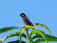 : Sporophila lineola; Bigodinho