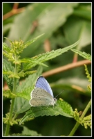 : Celastrina argiolus; Azur Printanier