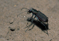 : Cicindela oregona; Western Tiger Beetle
