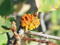 : Disholcaspis corallina; Coral Gall Wasp;