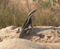 : Lophognathus longirostris; Long-nosed Dragon