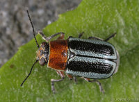: Pachybrachis sp.