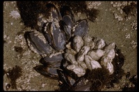 : Mytilus sp.; Mussel;