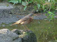 Naumann's Thrush