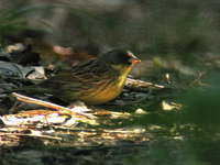 Emberiza spodocephala Black-faced Bunting アオジ♂