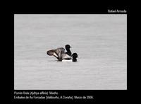 Lesser Scaup - Aythya affinis - Porron Bola - Morell Menut