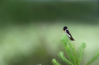 ［ノビタキ］ Siberian Stonechat / Saxicola maura / 13cm