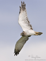 Eastern Marsh-Harrier Circus spilonotus