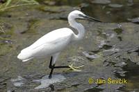 Photo of volavka stříbřitá, Egretta garzetta, Seidenreiher, Little Egret