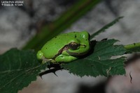 Løvfrø (Hyla arborea)  Foto/billede af