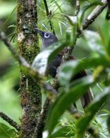 チャバネガビチョウ Sunda Laughingthrush Garrulax palliatus