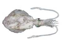 Southern Calamari - Sepioteuthis australis