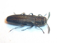 Agrilus laticornis