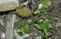Carabus dietererberi