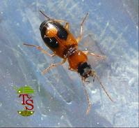 Badister unipustulatus