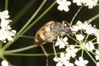 Judolia cerambyciformis
