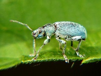 Phyllobius pomaceus