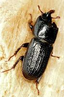 Sinodendron cylindricum - Rhinoceros Beetle