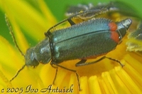 Malachius bipustulatus
