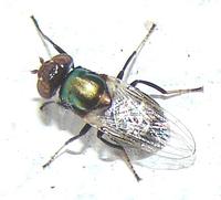 Physiphora alceae