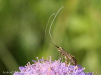 Nemophora metallica