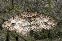 Paradarisa consonaria - Square Spot