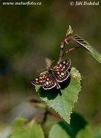 Carterocephalus palaemon - Chequered Skipper