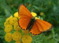 Lycaena virgaureae - Scarce Copper