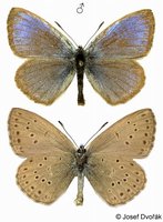 Maculinea alcon f. alcon