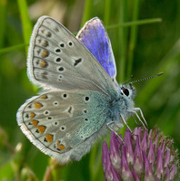 Polyommatus thersites - Chapman's Blue