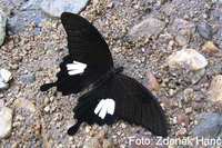 Papilio nephelus chaon - Yellow Helen