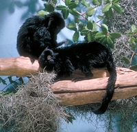 Goeldi's marmoset (Callimico goeldii)