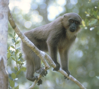 Moor macaque (Macaca maura)