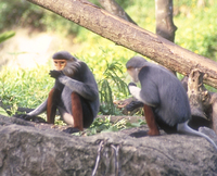 Red-shanked douc (Pygathrix nemaeus)