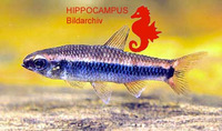 Neolebias axelrodi, :