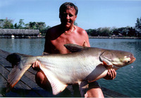 Pangasianodon gigas, Mekong giant catfish: fisheries, aquaculture