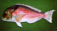 Choerodon venustus, Venus tuskfish: