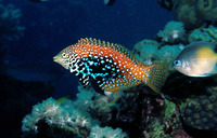 Macropharyngodon bipartitus marisrubri, :