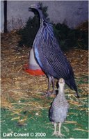 Vulturine Guineafowl with chick
