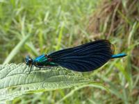 Calopteryx virgo - Beautiful Demoiselle