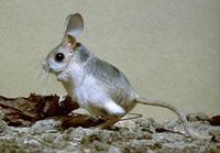 Image of: Allactaga elater (small five-toed jerboa)