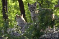 Image of: Canis aureus (golden jackal)