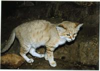 Image of: Felis margarita (sand cat)