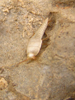 Atelura formicaria