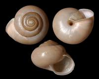 Fruticicola fruticum